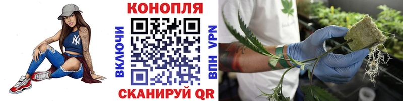 Шишки марихуана OG Kush  Щёлкино 